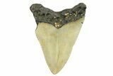 Fossil Megalodon Tooth - North Carolina #298841-1